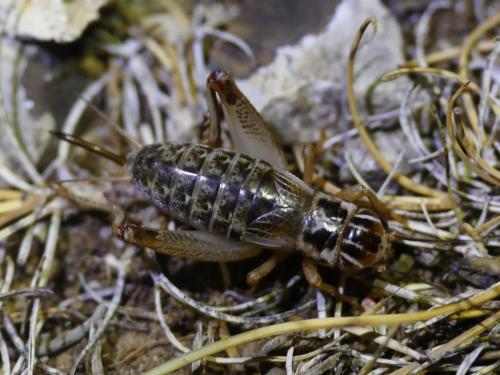 Réf. 310 285 : Eugryllodes pipiens